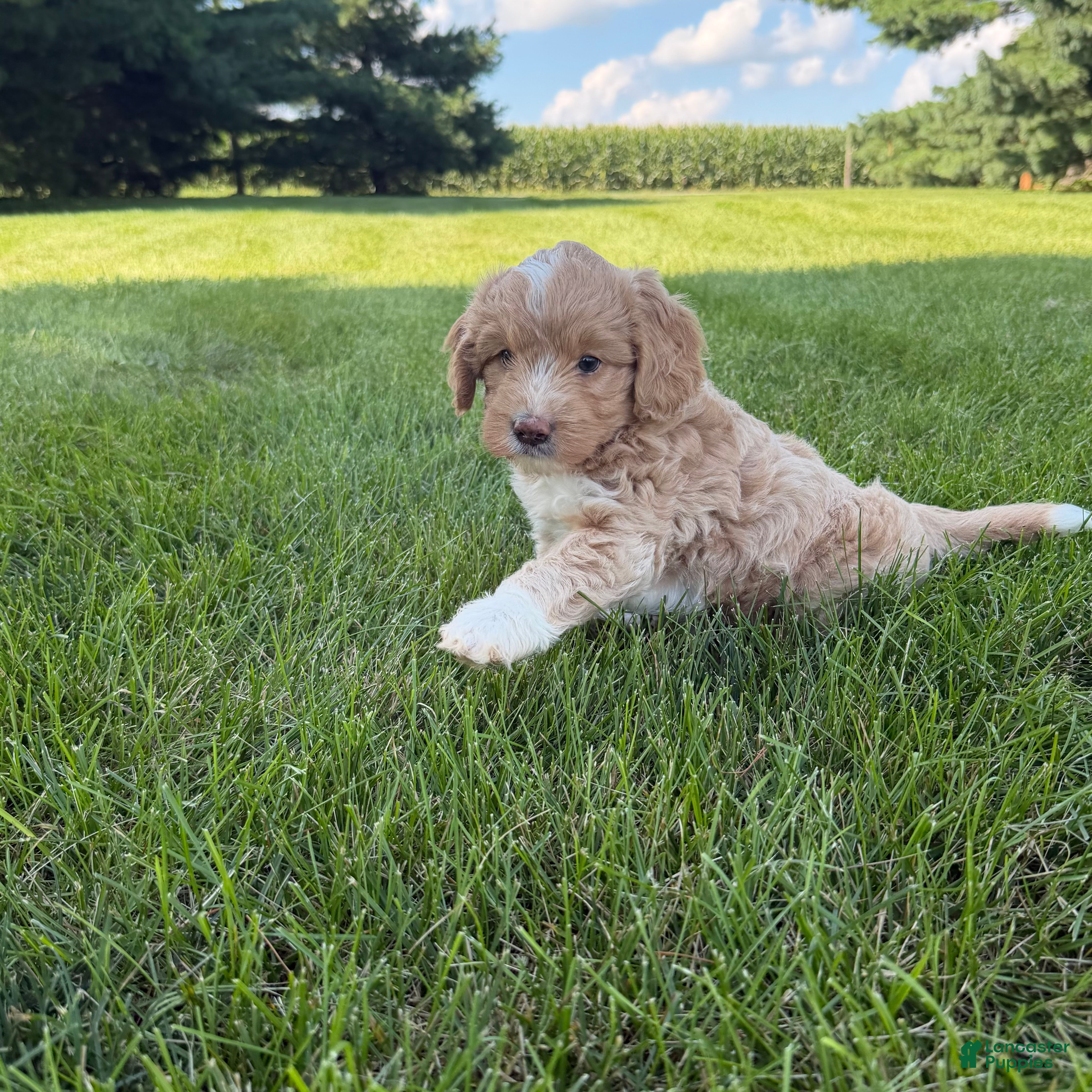 Mini Goldendoodle dogs Angel Mini Goldendoodle  - Ad 2
