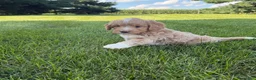 Mini Goldendoodle dogs for sale: Angel Mini Goldendoodle  - Ad 7