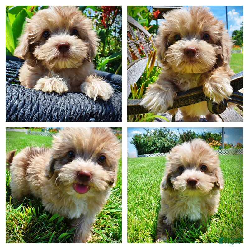 Havapoo dogs Eartha - Ad 1