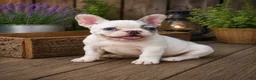 French Bulldog dogs for sale: Lovely - Ad 3