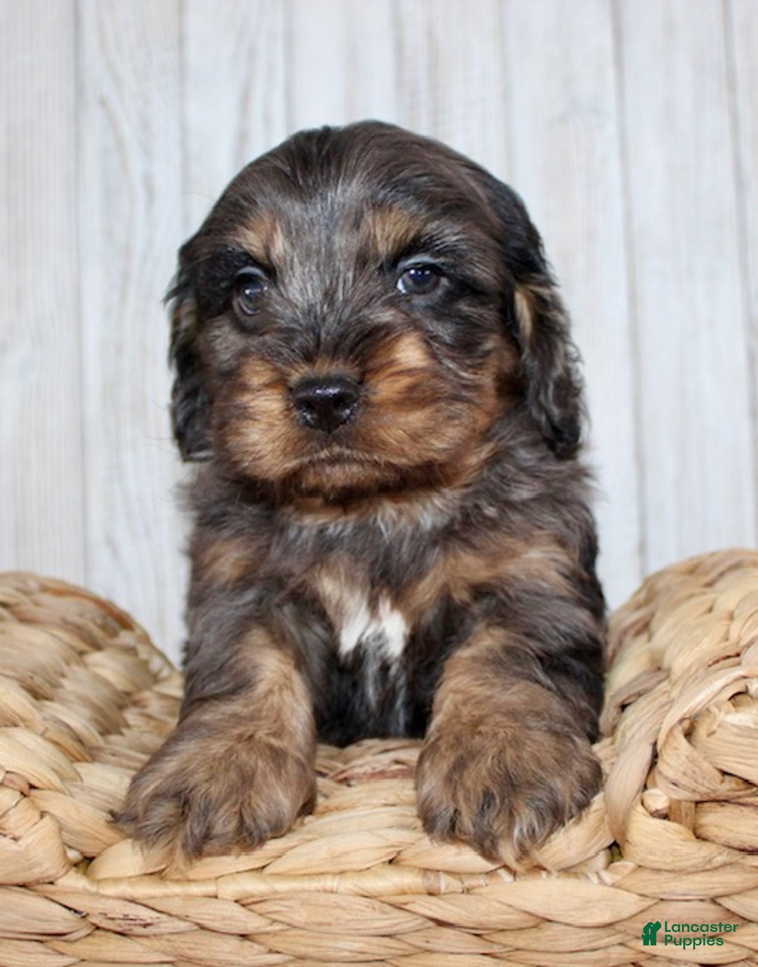 Cockapoo dogs for sale: Snickers - Ad 6