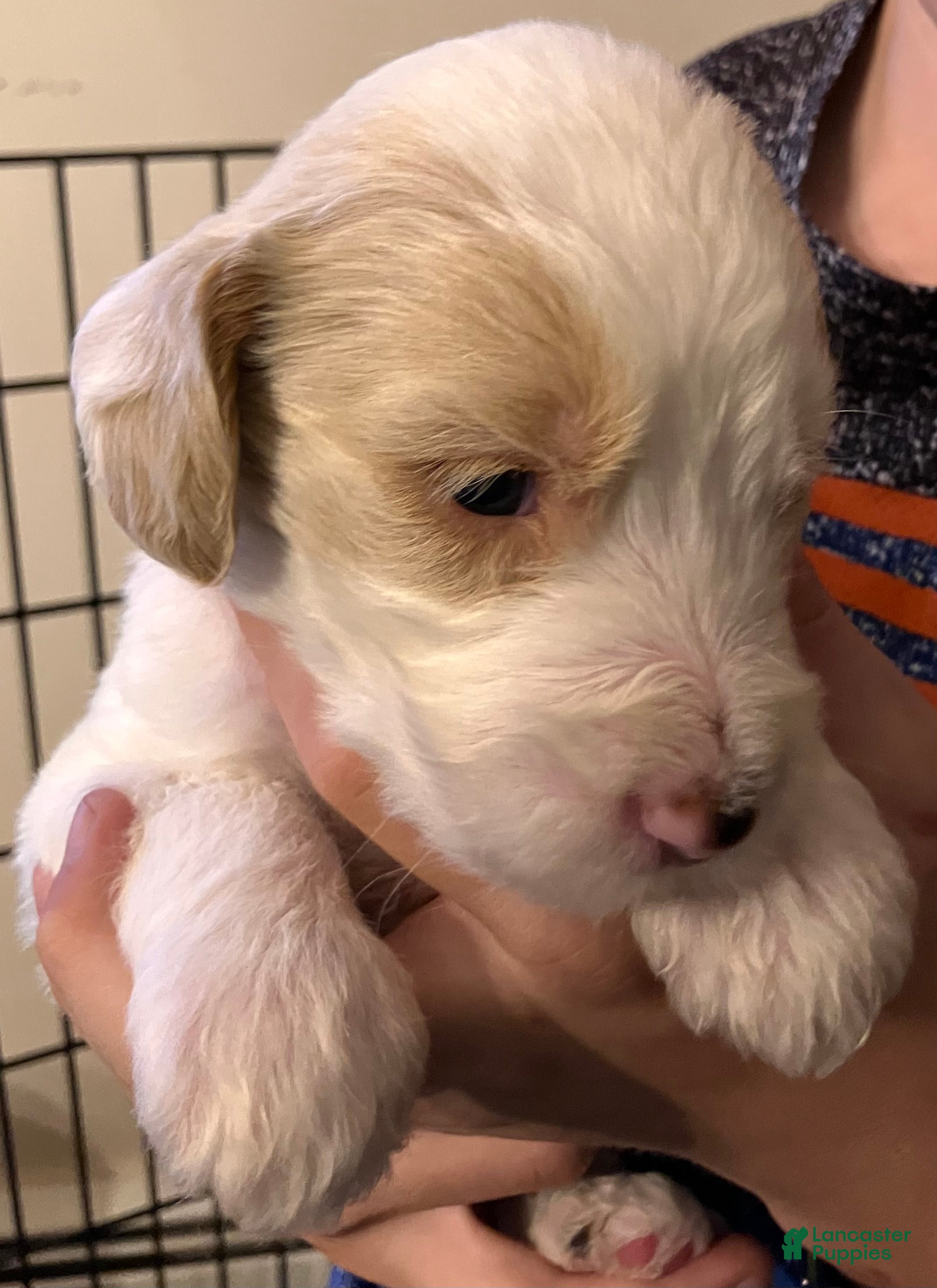 Labradoodle dogs Finn - Ad 2