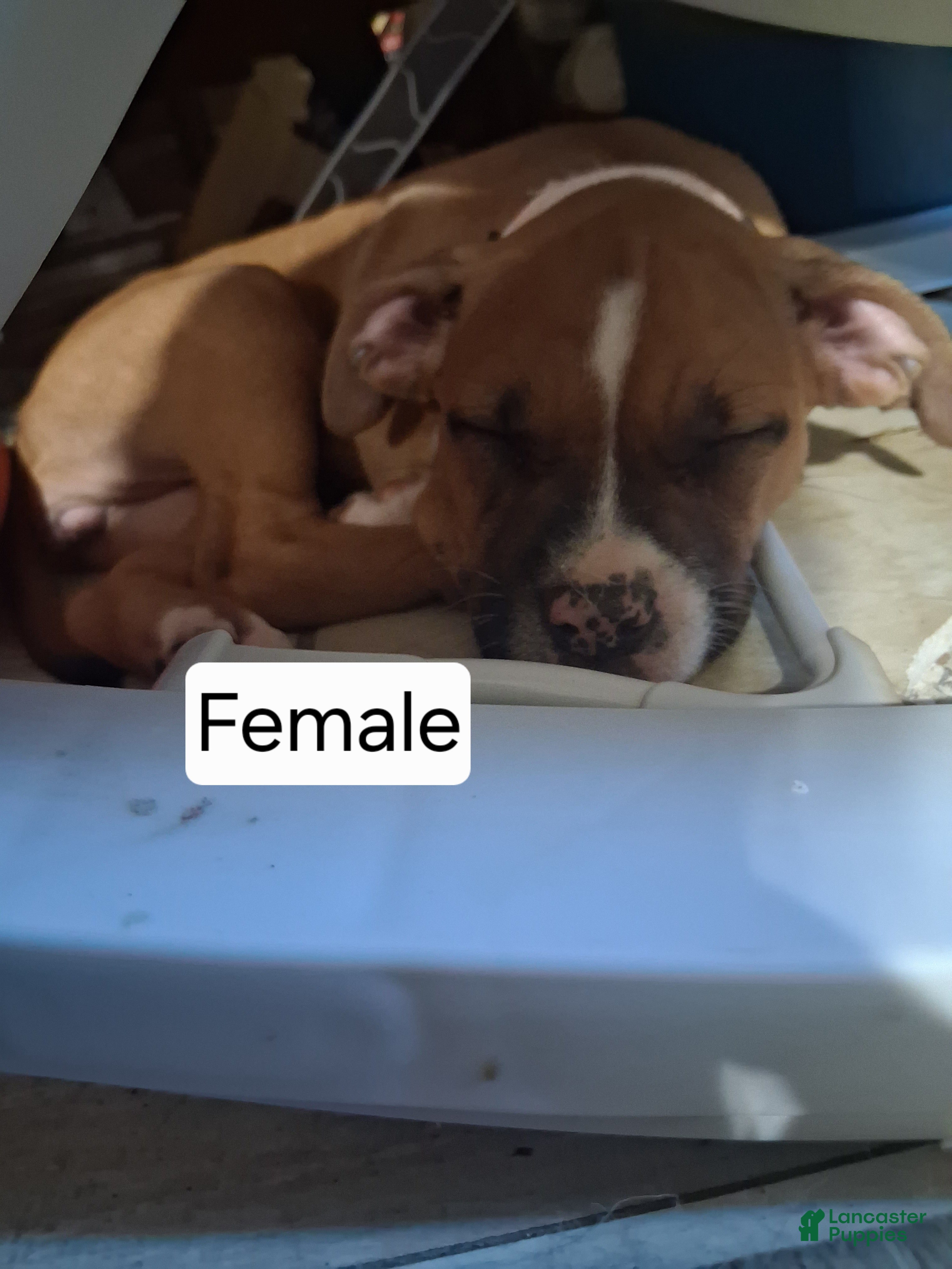 American Bully dogs American Bully 6 - Ad 6