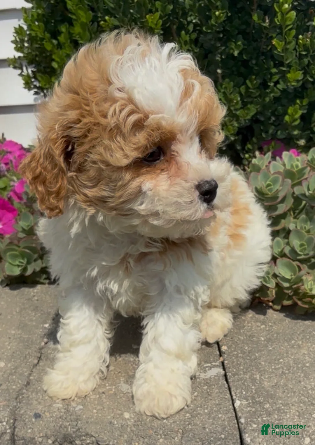 Mixed Breed dogs for sale: Curly - Ad 1