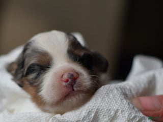 Mini Aussiedoodle dogs Rory - Ad 34