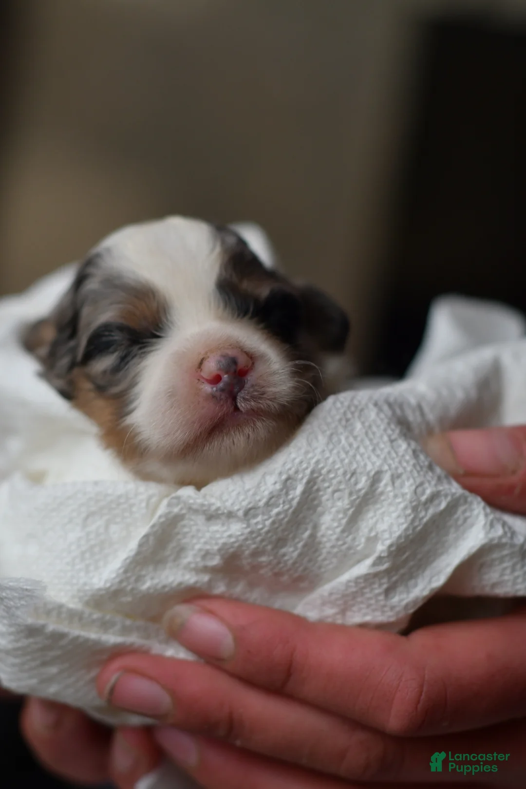 Mini Aussiedoodle dogs for sale: Rory - Ad 2