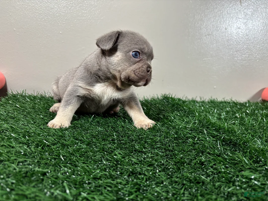 French Bulldog dogs for sale: Sissy - Ad 3