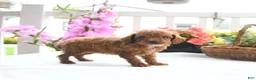 Toy Poodle dogs for sale: Violet - Ad 3