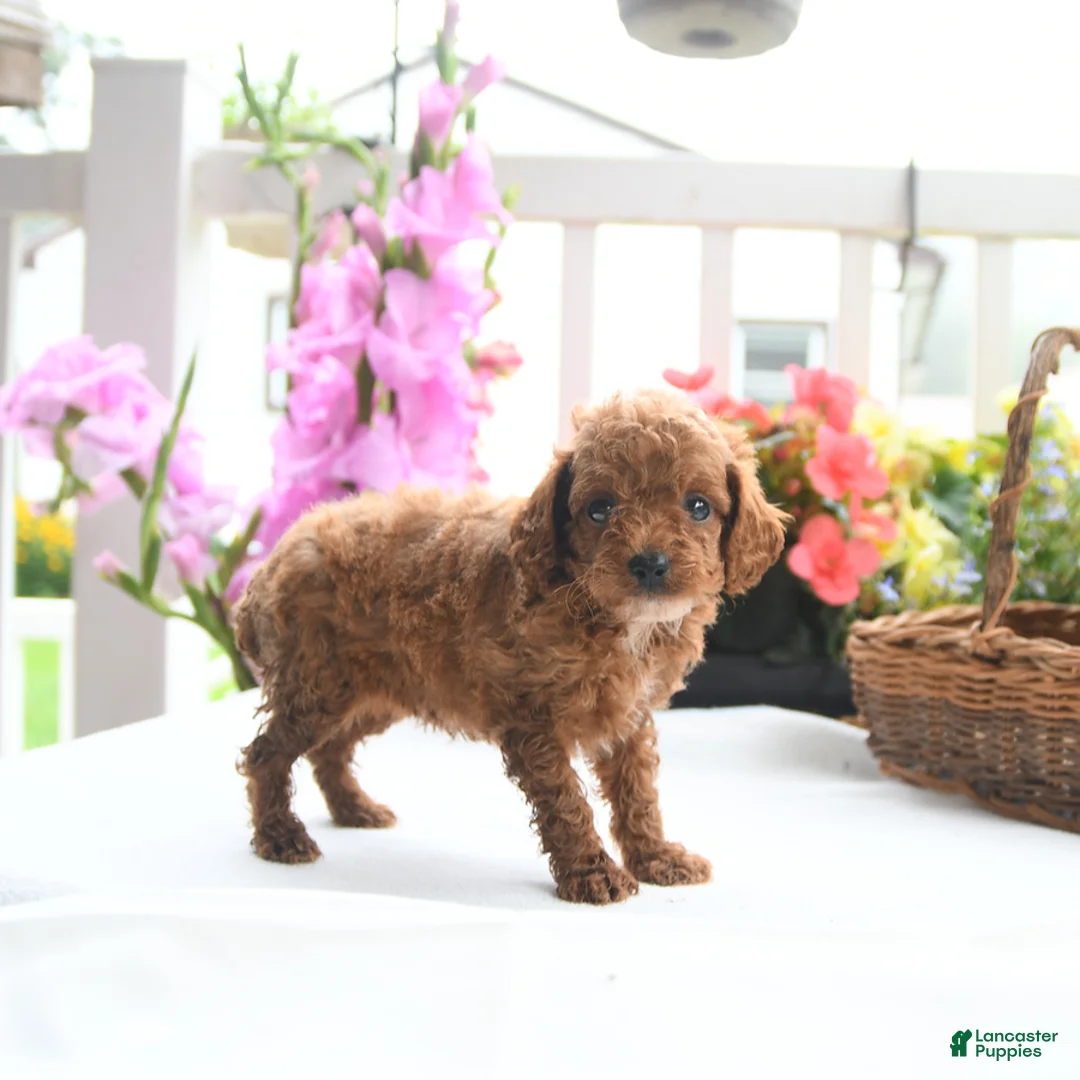 Toy Poodle dogs for sale: Violet - Ad 3