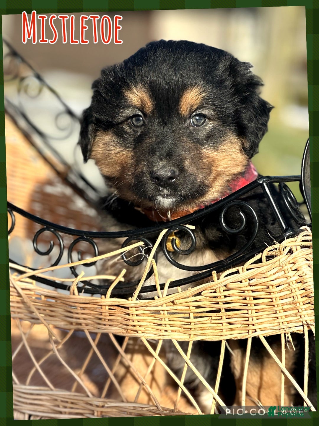 Miniature Australian Shepherd dogs for sale: Mistletoe - Ad 3