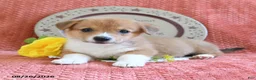 Welsh Corgi Pembroke dogs for sale: Cheif - Ad 5