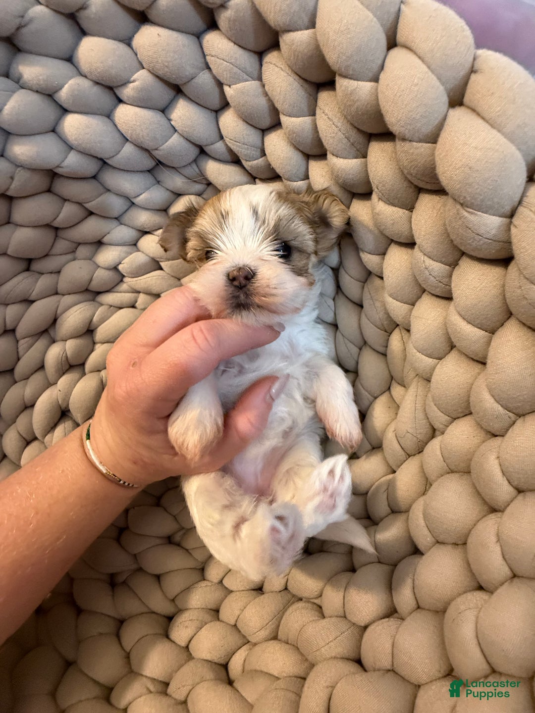 Morkie dogs for sale: TEACUP JOY  - Ad 15