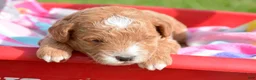Mini Goldendoodle dogs for sale: Dolly Micro Goldendoodle  - Ad 4