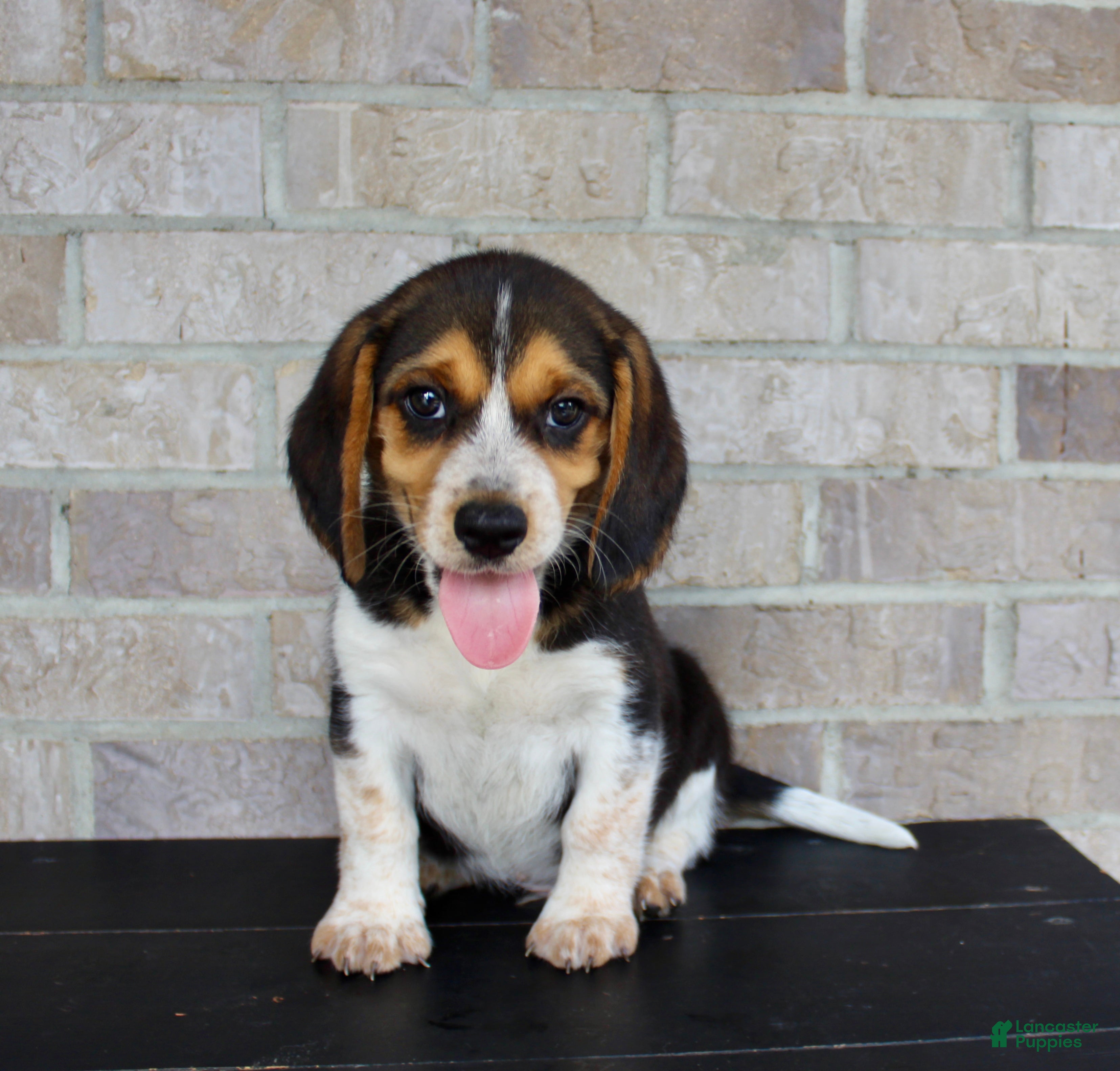 Beagle dogs Benji - Ad 2