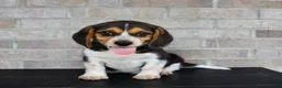 Beagle dogs for sale: Benji - Ad 2