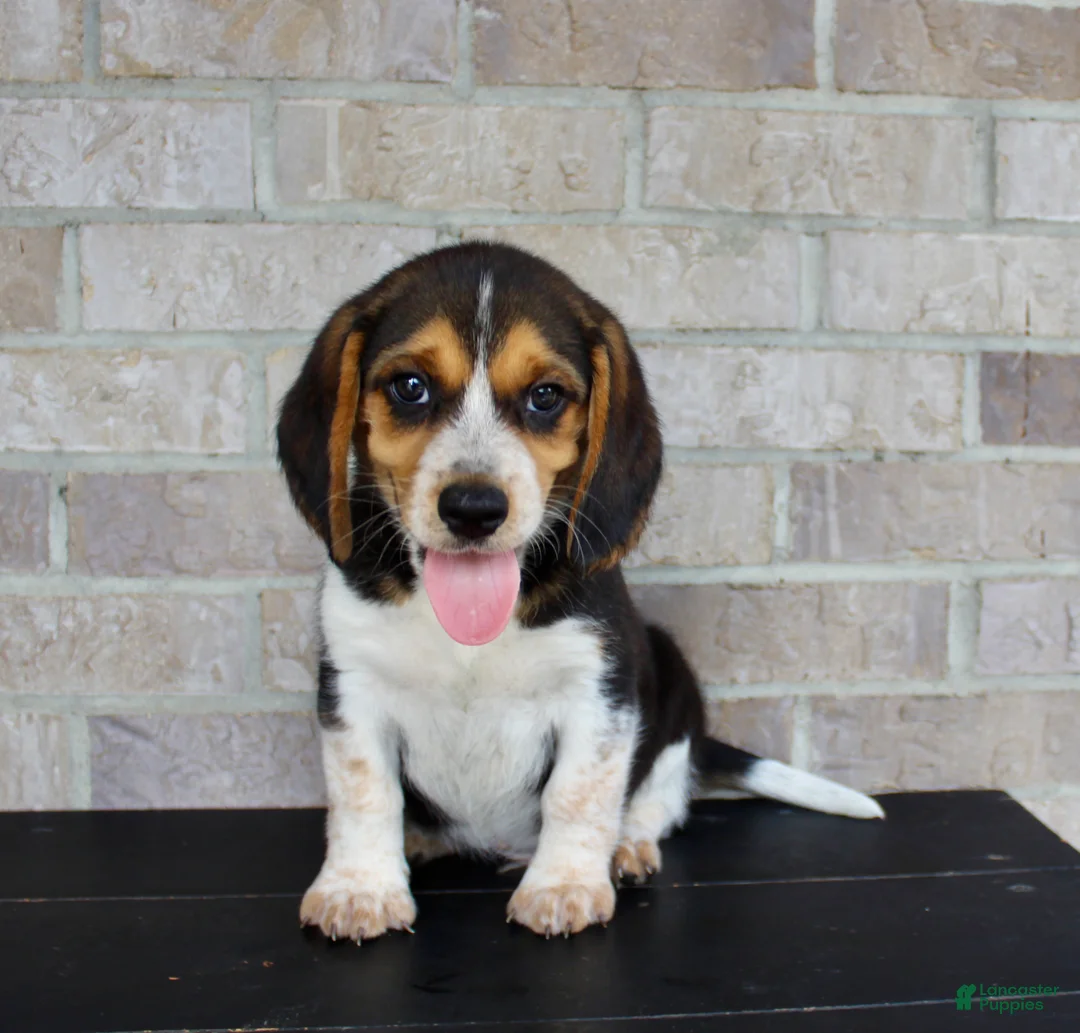 Beagle dogs for sale: Benji - Ad 2