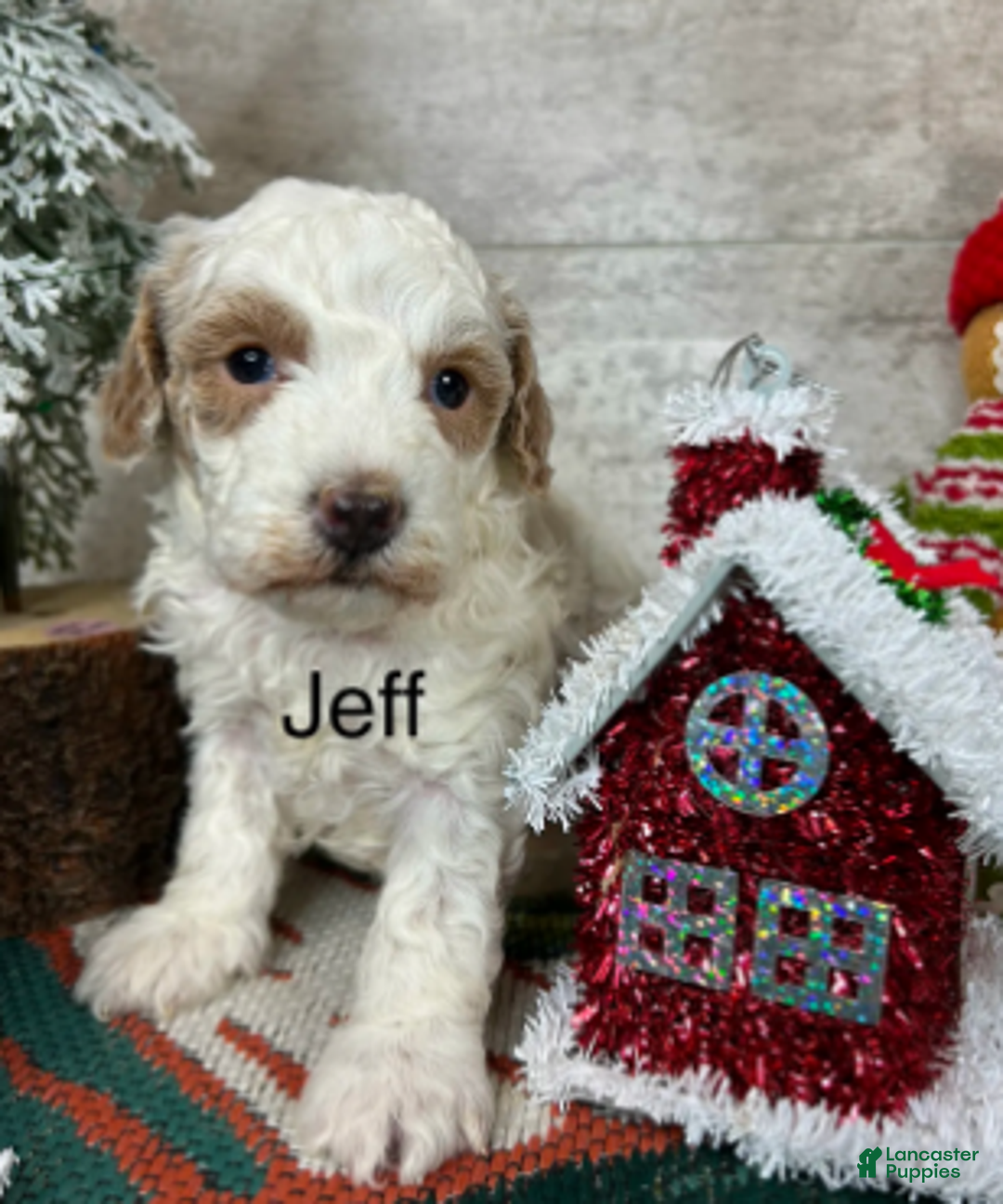 Toy Poodle dogs for sale: Jeff - Ad 2