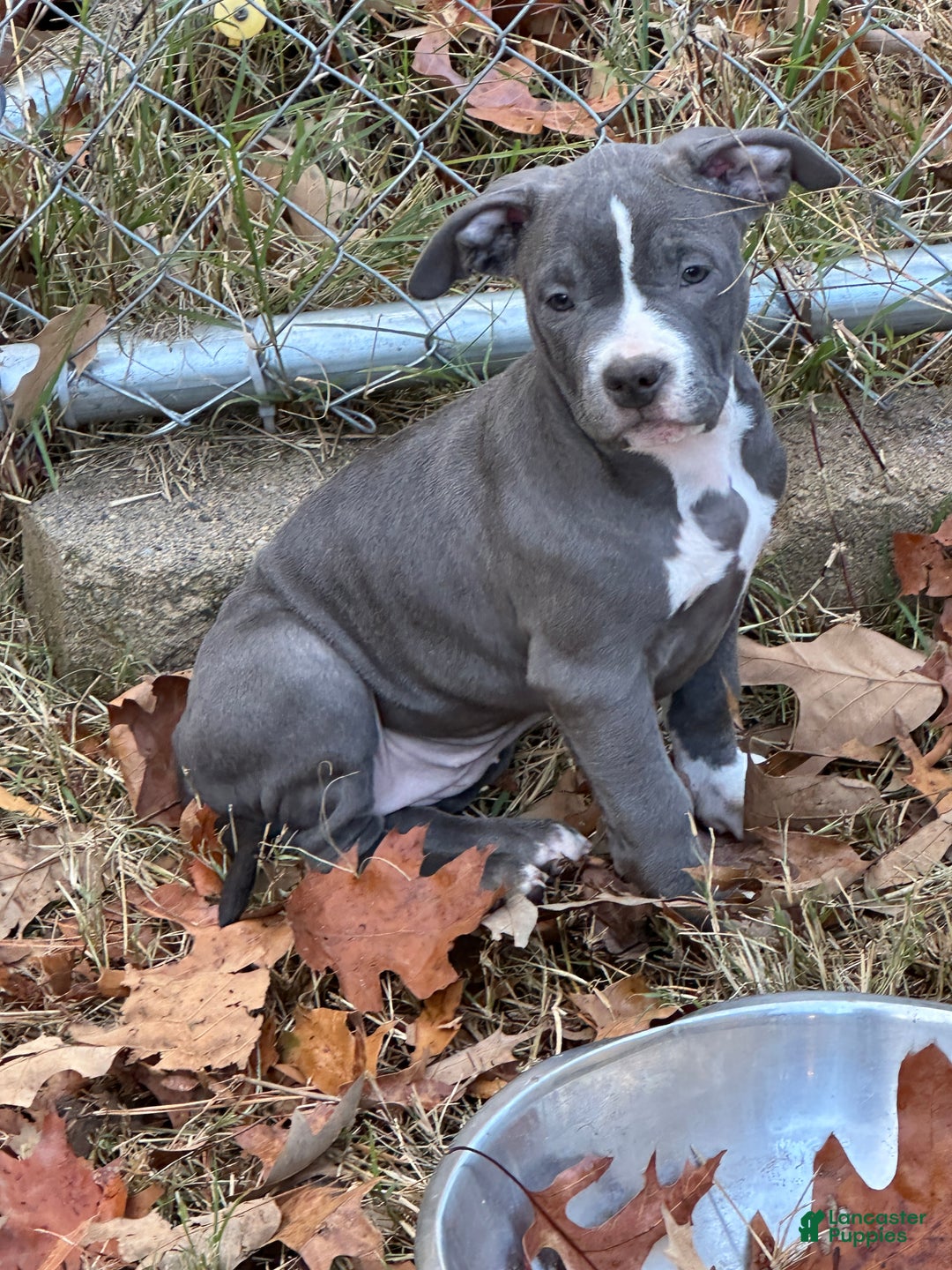 American Bully dogs for sale: Bella (Yellow) ABKC Blue - Ad 1