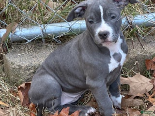 American Bully dogs Bella (Yellow) ABKC Blue - Ad 24