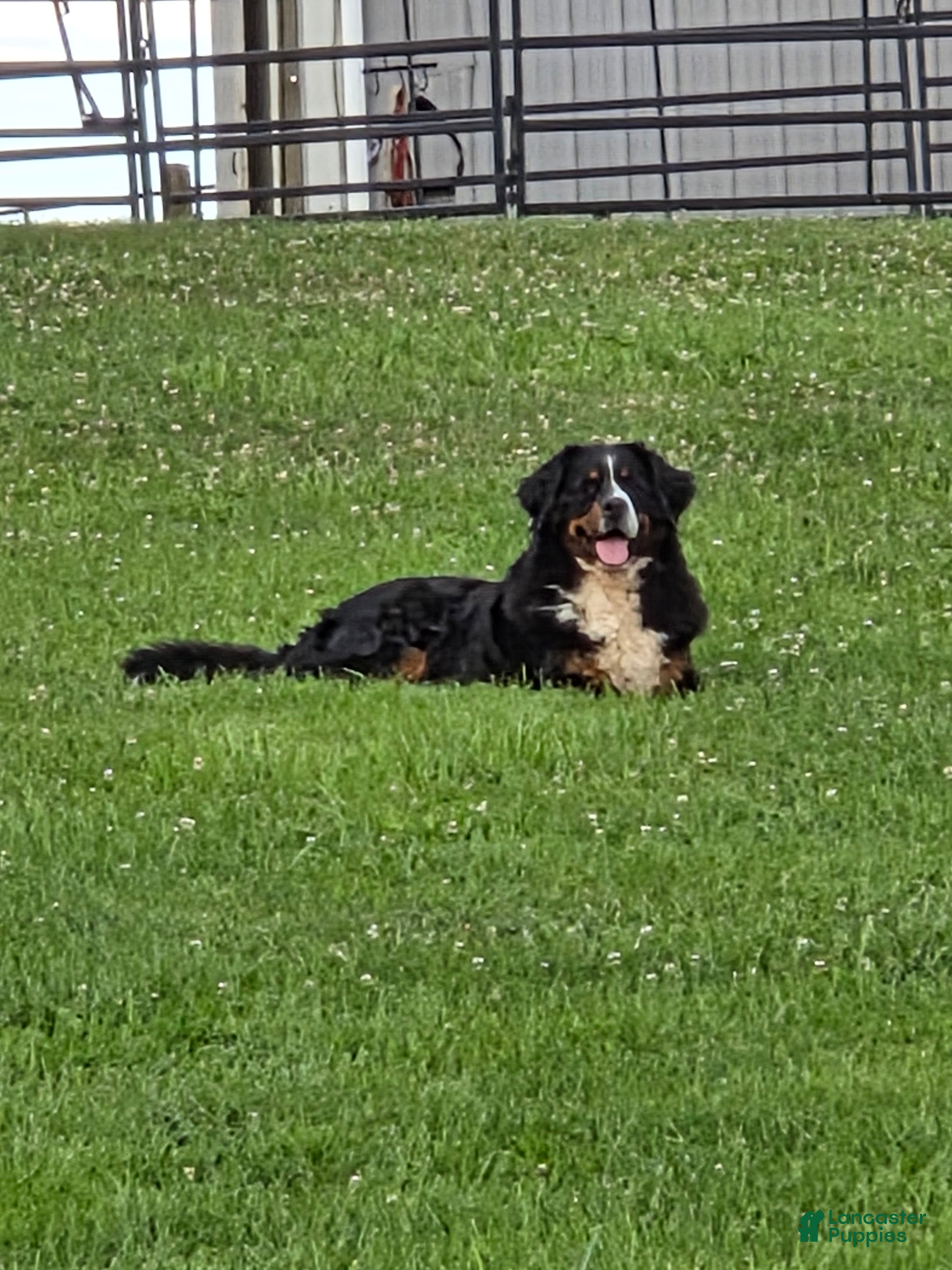 Bernedoodle dogs Mya - Ad 2