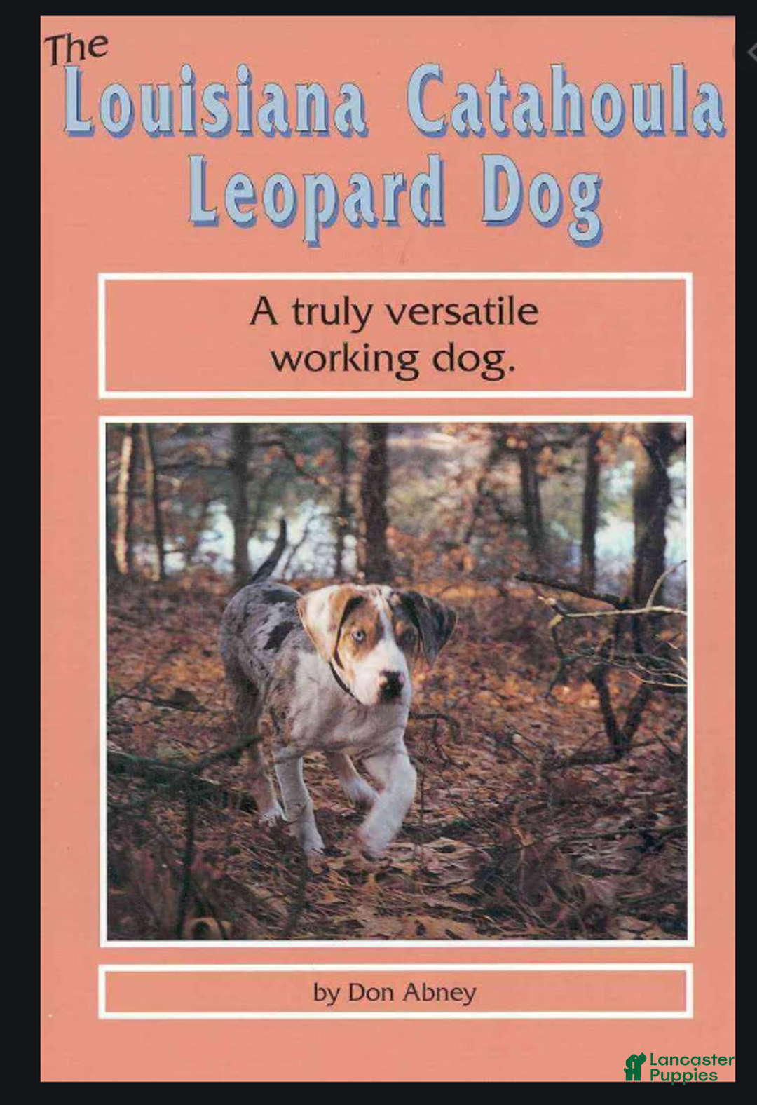 Catahoula Leopard Dog dogs for sale: Tala 2025 Female 2 - Ad 29