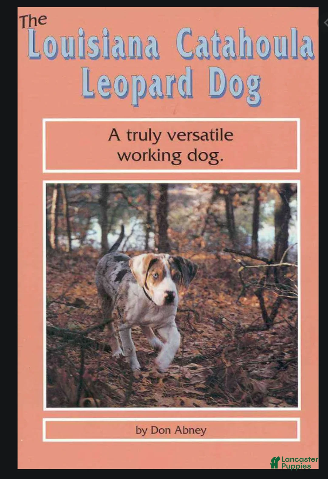 Catahoula Leopard Dog dogs for sale: Tala 2025 Female 2 - Ad 29