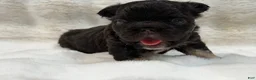 French Bulldog dogs for sale: French Bulldog 1 - Ad 7