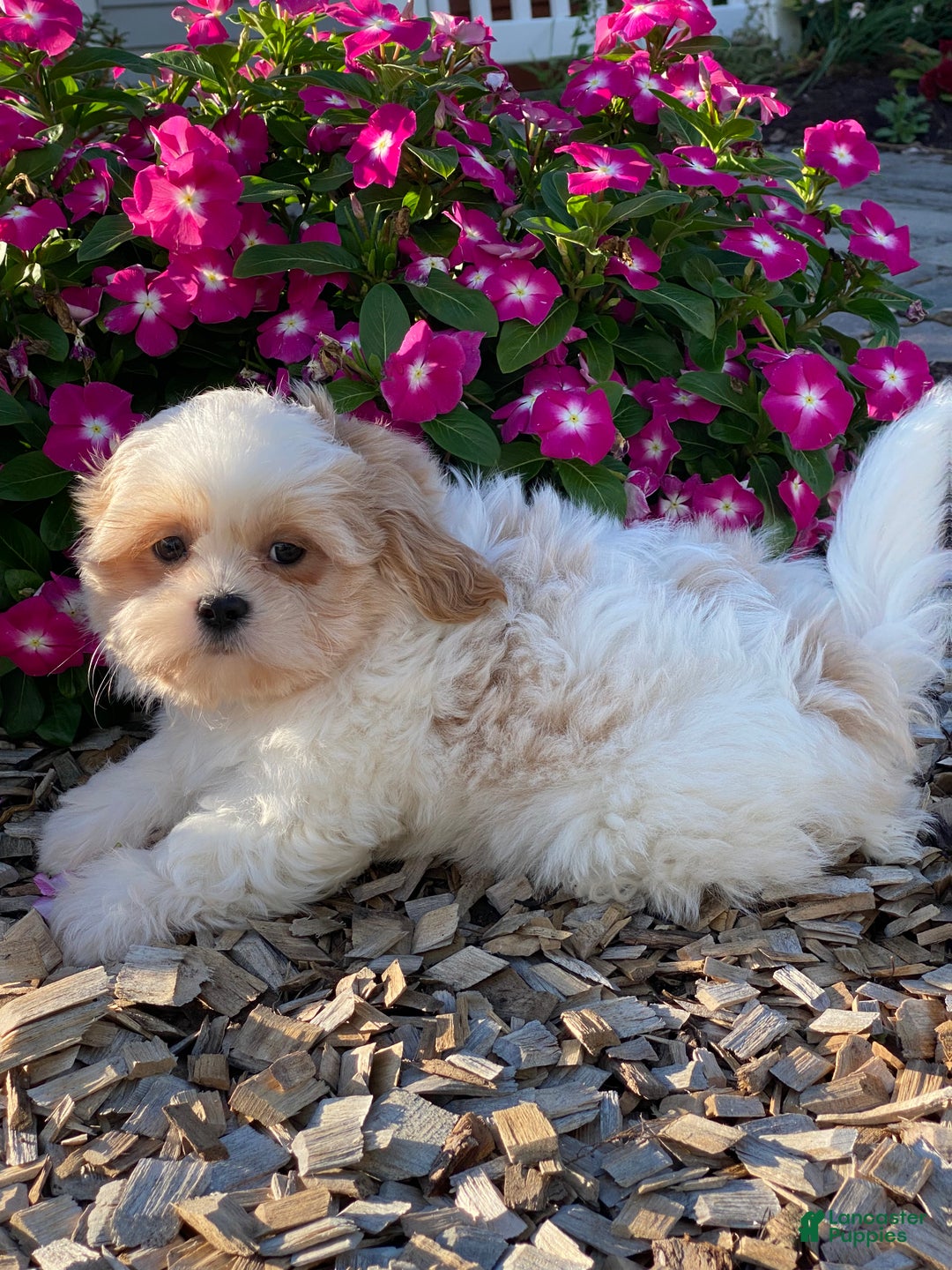 Shih Tzu dogs for sale: Skittles  - Ad 2