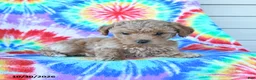 Mini Goldendoodle dogs for sale: Cherry - Ad 5