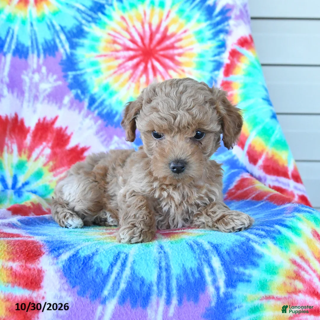 Mini Goldendoodle dogs for sale: Cherry - Ad 5