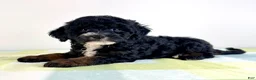 Bernedoodle dogs for sale: Jessie - Ad 5