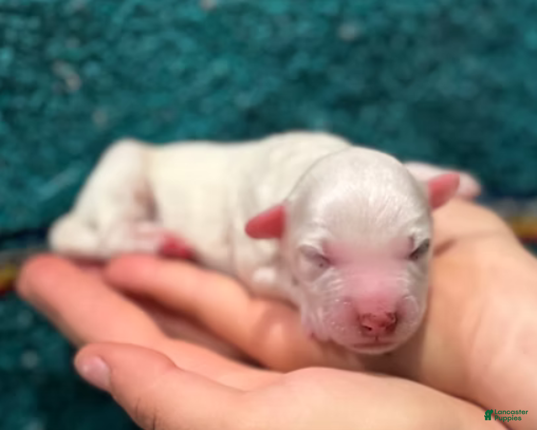 Mini Bernedoodle dogs for sale: Bandit - Ad 10