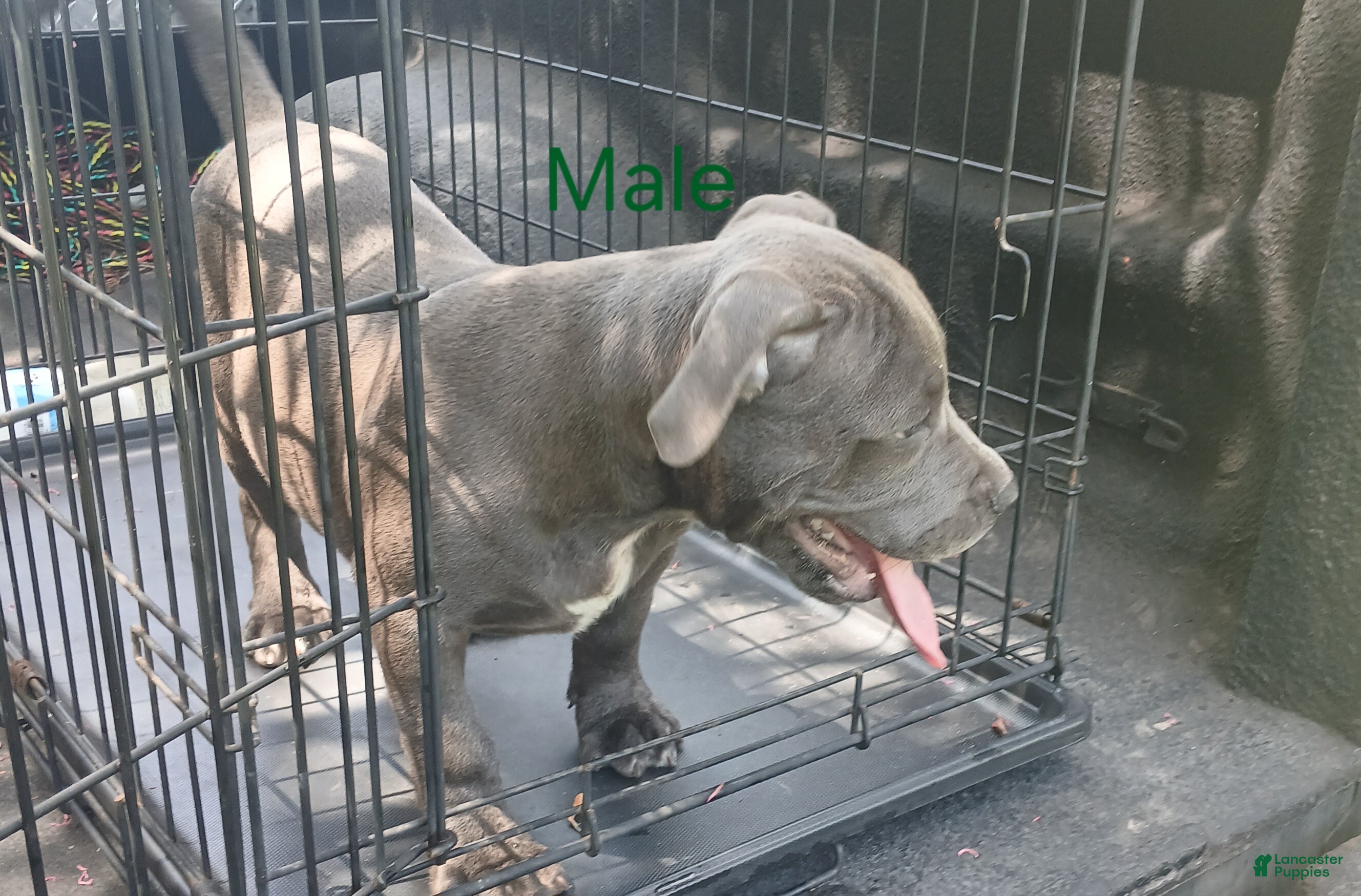 American Bully dogs for sale: American Bully 2 - Ad 1