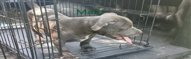 American Bully 2