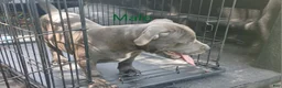 American Bully dogs for sale: American Bully 2 - Ad 1