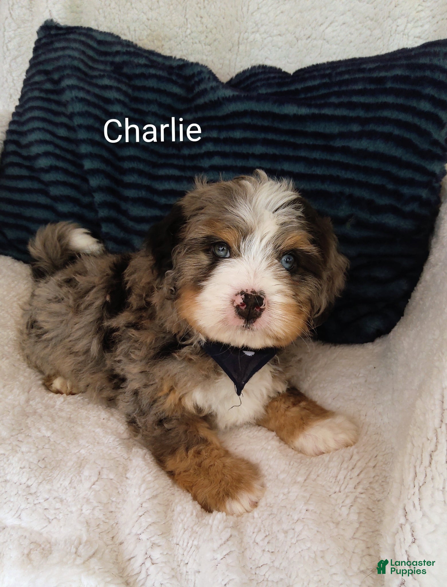 Bernedoodle dogs Bernedoodle Puppy 2 - Ad 21