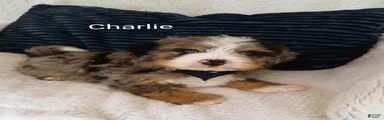 Bernedoodle Puppy 2