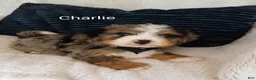 Bernedoodle dogs for sale: Bernedoodle Puppy 2 - Ad 1