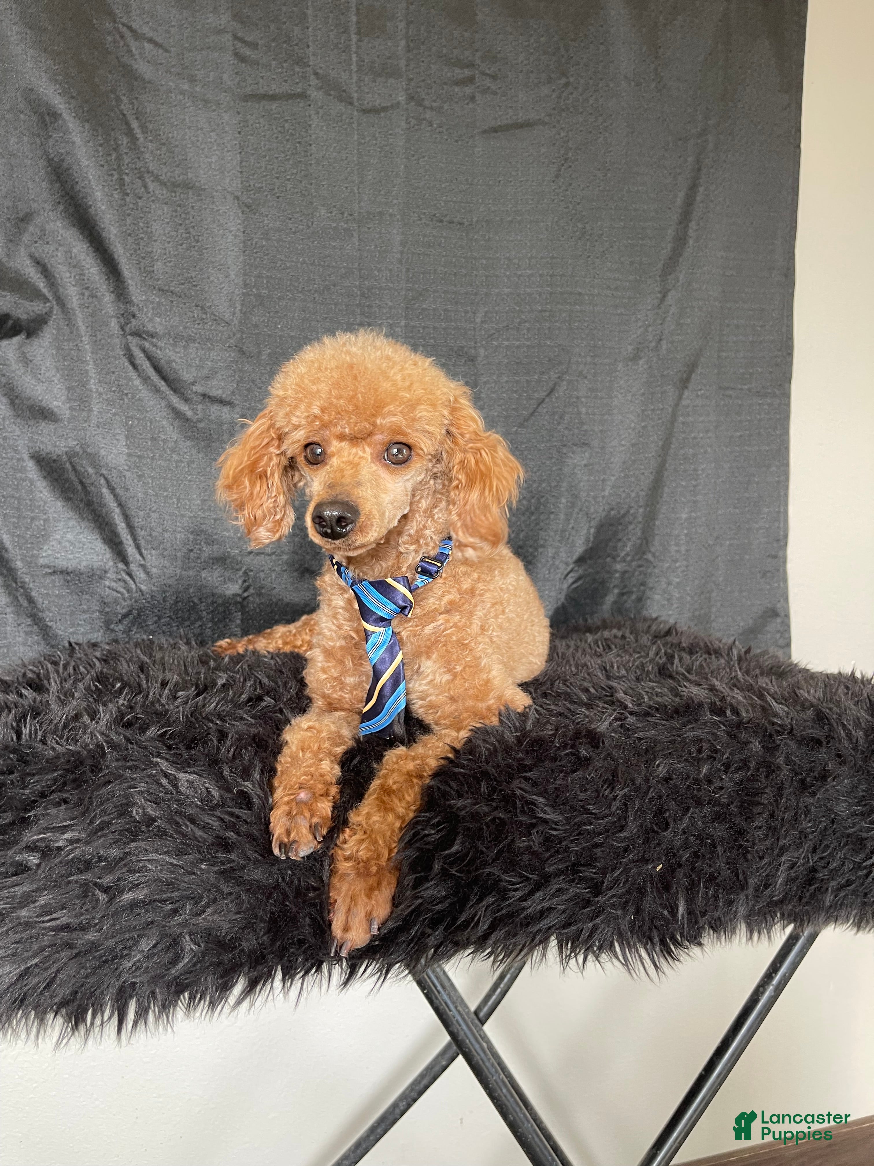 Toy Poodle dogs Akc Clear Red Bred Milo - Ad 2
