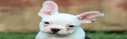Frenchton dogs for sale: MOLLY - Ad 2