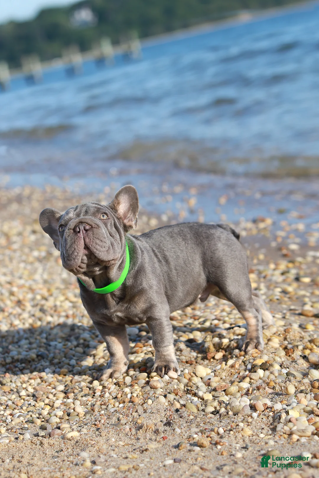 French Bulldog dogs for sale: Ralf  - Ad 8