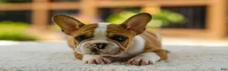 French Bulldog dogs for sale: Oasis – Fawn/White - Ad 4