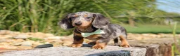 Dachshund dogs for sale: Bryce - Ad 4
