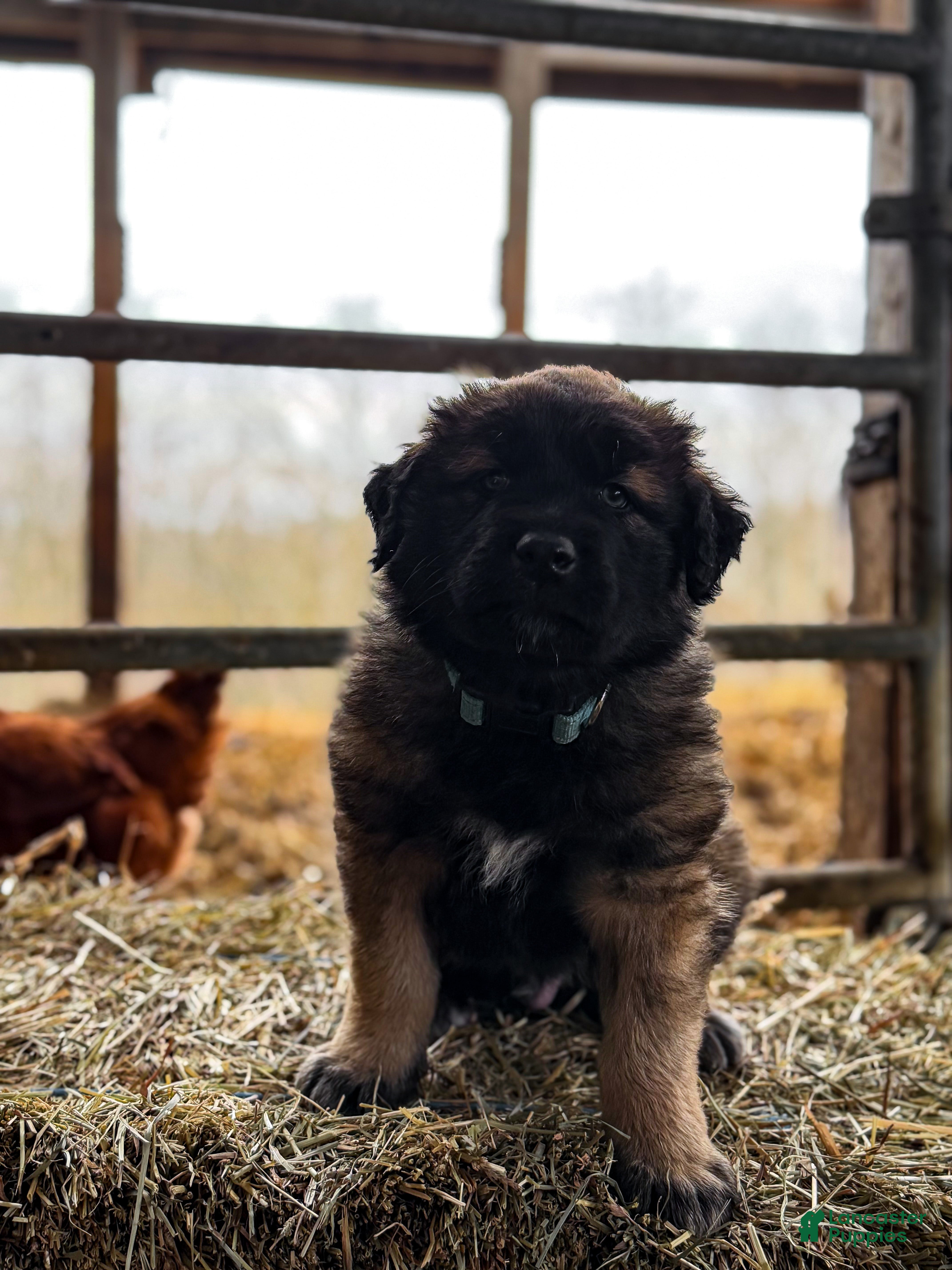 Estrela Mountain Dog dogs Archie "Truly Brave" - Ad 4