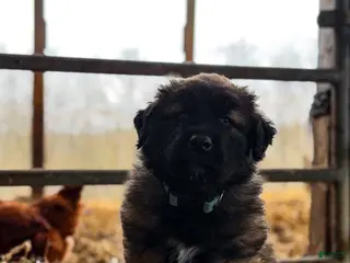 Estrela Mountain Dog dogs Archie "Truly Brave" - Ad 4