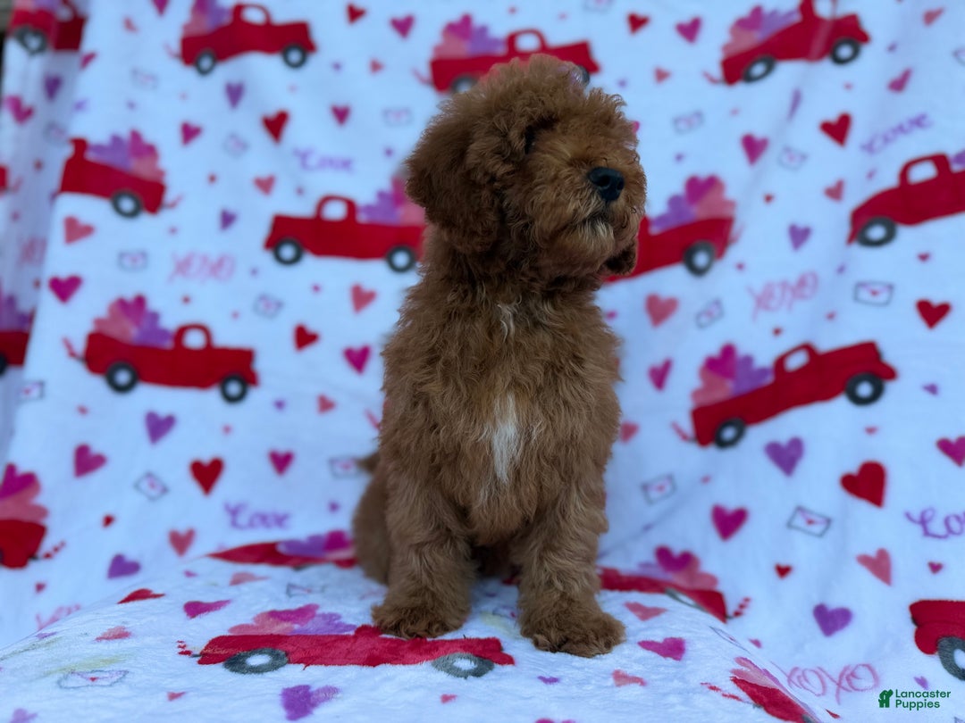Cockapoo dogs for sale: Ginger - Ad 3