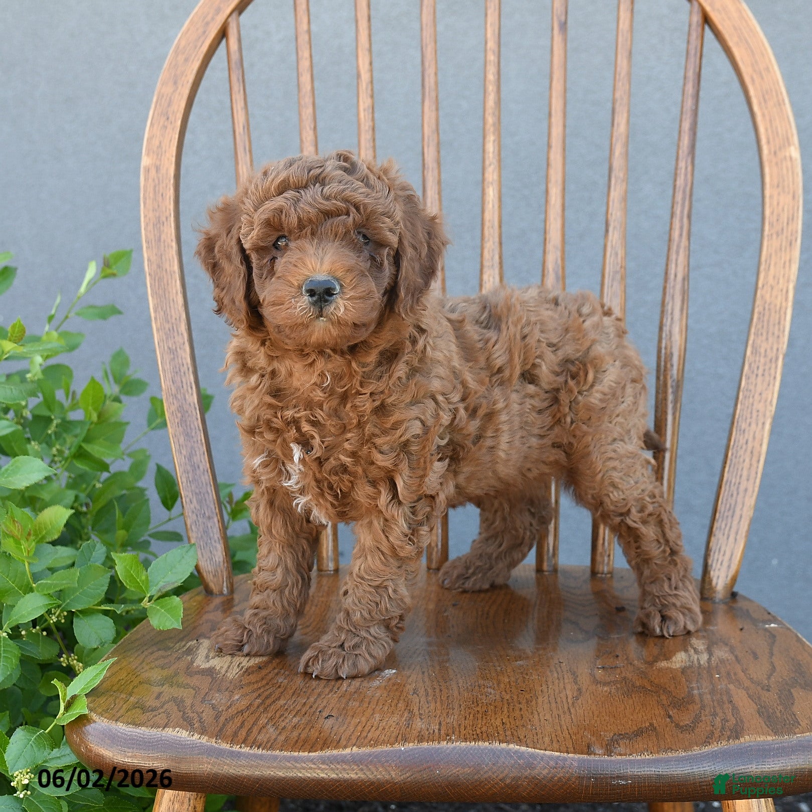 Miniature Poodle dogs for sale: Troy - Ad 1