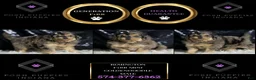 Mini Goldendoodle dogs for sale: Remington - Ad 6