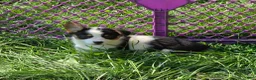 Welsh Corgi Pembroke dogs for sale: Oreo girl  - Ad 9