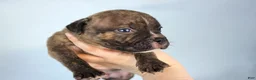 American Bully dogs for sale: Black Brindle Male - Ad 6